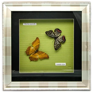 Butterflies in a frame (30x30x3.5 cm)