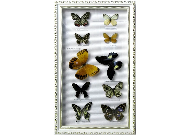 Фото 1 - Butterflies in a frame (10 pcs) (50.5x30.5 cm)