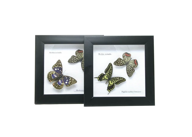 Фото 1 - Butterflies in a frame (20x20x3 cm)