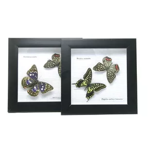 Butterflies in a frame (20x20x3 cm)