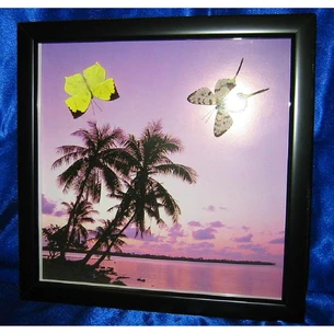 Butterflies in a frame on the background (2 pcs.) (29*29)