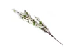 Фото 2 - White sakura branch (125 cm) (5pcs/pack)