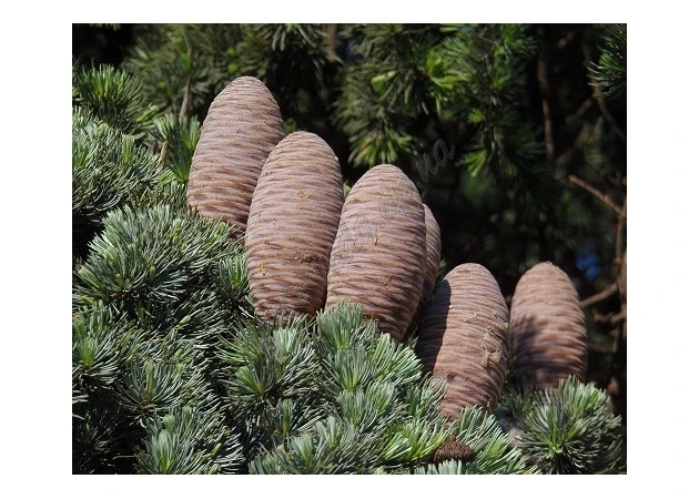 Фото 1 - Ароматическое масло 3мл Кедр, Cedar Wood Perfume Oil Om Expo, Аромамасло, Аюрведа