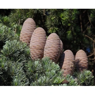Ароматическое масло 3мл Кедр, Cedar Wood Perfume Oil Om Expo, Аромамасло, Аюрведа Здесь