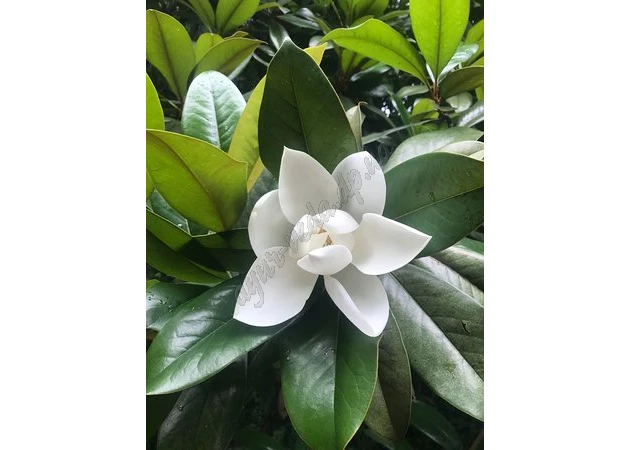 Фото 1 - Ароматическое масло Магнолия 3мл Ом Экспо, Ароматическое масло Магнолия, Magnolia Perfume Oil Om Expo, Аюрведа