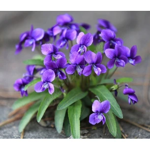 Ароматична олія Фіалка 3мл Ом Експо, Violet Perfume Oil Om Expo, Аромамасло Ароматическое масло Фиалка, Аюрведа Здесь