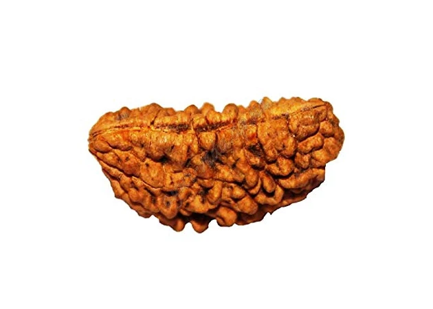 Фото 1 - Бусина Рудракши 1 лик около 25-35мм., rudraksha 1 mukhi, Аюрведа