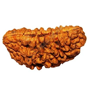 Бусина Рудракши 1 лик около 25-35мм., rudraksha 1 mukhi, Аюрведа