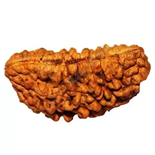 Бусина Рудракши 1 лик около 25-35мм., rudraksha 1 mukhi, Аюрведа