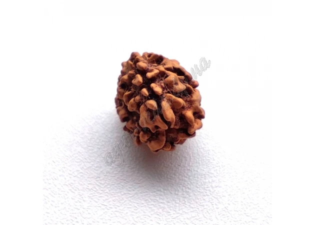 Фото 1 - Rudraksha bead 3 faces about 12-18mm, rudraksha 3 mukhi, Ayurveda
