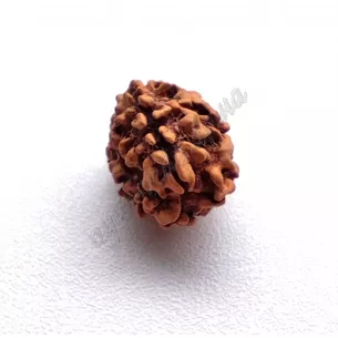 Rudraksha bead 3 faces about 12-18mm, rudraksha 3 mukhi, Ayurveda