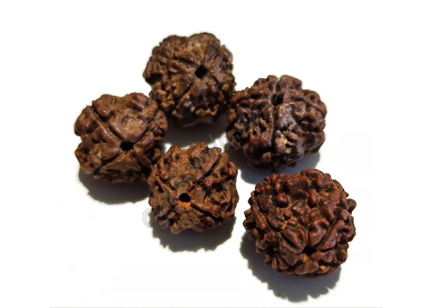 Фото 1 - Rudraksha bead 4 faces about 10-15mm, rudraksha 4 mukhi, Ayurveda