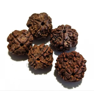 Rudraksha bead 4 faces about 10-15mm, rudraksha 4 mukhi, Ayurveda