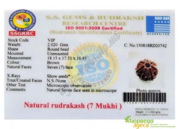 Фото 1 - Rudraksha bead 7 faces certified about 15mm, rudraksha 7 mukhi certificate, Ayurveda