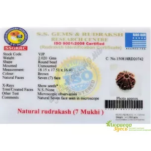 Rudraksha bead 7 faces certified about 15mm, rudraksha 7 mukhi certificate, Ayurveda