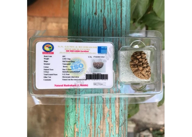 Фото 1 - Бусина Рудракши 1 лик сертифицирована около 20-30мм., rudraksha 1 mukhi, Бусина Рудракши 1 лик сертифицированная, Аюрведа