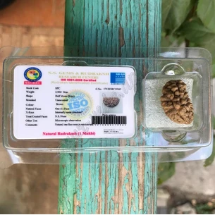 Rudraksha bead 1 face certified about 20-30mm, rudraksha 1 mukhi, Rudraksha bead 1 face certified, Ayurveda