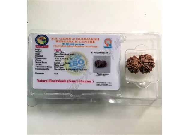 Фото 1 - Rudraksha beads 11 lykov certif. about 19-29mm Nepal Gauri Shankar, rudraksha 11 mukhi Gauri Shanker, Rudraksha bead 11 lykov sir
