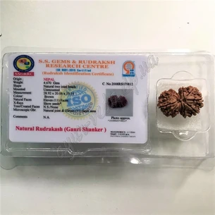 Rudraksha beads 11 lykov certif. about 19-29mm Nepal Gauri Shankar, rudraksha 11 mukhi Gauri Shanker, Rudraksha bead 11 lykov sir