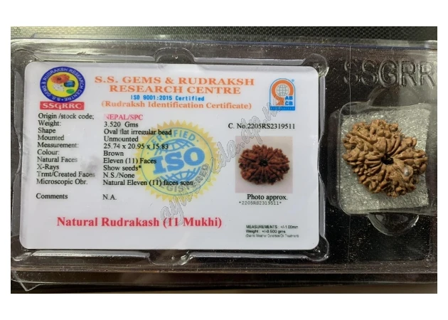 Фото 1 - Бусина Рудракши 11 ликов сертифицирована около 10-15мм Непал, rudraksha 11 mukhi, Бусина Рудракши 11 ликов сертифицированная, Аюрве