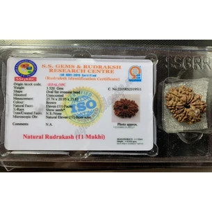 Rudraksha bead 11 faces certified about 10-15mm Nepal, rudraksha 11 mukhi, Rudraksha bead 11 faces certified, Ayurve