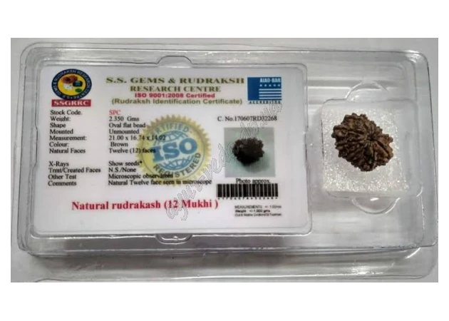 Фото 1 - Бусина Рудракши 12 ликов сертифицирована около 10-15мм, rudraksha 12 mukhi, Бусина Рудракши 12 ликов сертифицированная, Аюрведа