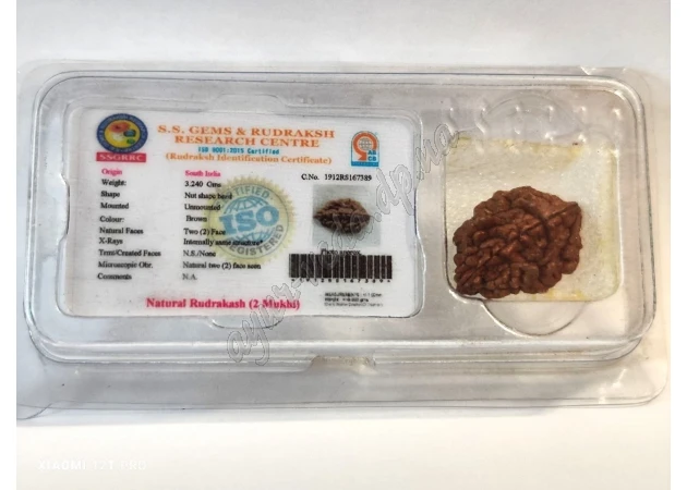Фото 1 - Бусына Рудракши 2 лик сертифицирована около 10-15мм Непал, rudraksha 2 mukhi, Бусина Рудракши 2 лика сертифицированная, Аюрведа