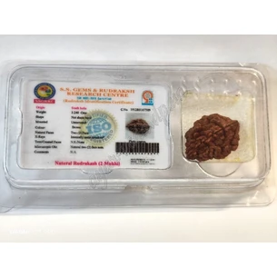Бусына Рудракши 2 лик сертифицирована около 10-15мм Непал, rudraksha 2 mukhi, Бусина Рудракши 2 лика сертифицированная, Аюрведа
