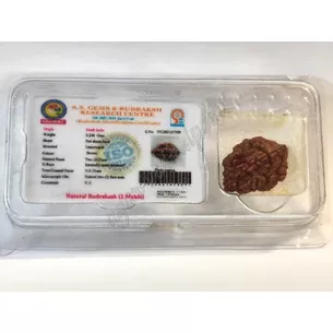 Бусына Рудракши 2 лик сертифицирована около 10-15мм Непал, rudraksha 2 mukhi, Бусина Рудракши 2 лика сертифицированная, Аюрведа