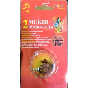 Бусина Рудракши 2 лик сертифицирована около 10-15мм в металл.обработке, rudraksha 2 mukhi, Бусина Рудракши 2 лика сертифицированная, А