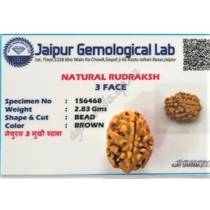 Бусина Рудракши 3 лик сертифицирована около 10-15 мм Непал, rudraksha 3 mukhi, Бусина Рудракши 3 лик сертифицированная, Аюрведа