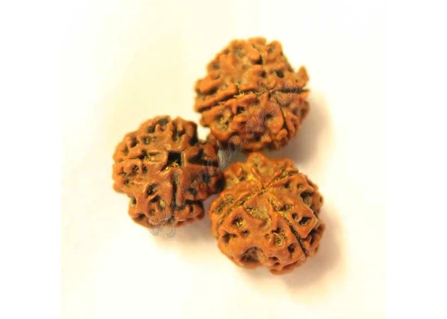 Фото 1 - Бусина Рудракші 5 ліків приблизно 12-20мм., rudraksha 5 mukhi, Бусина Рудракши 5 ликов, Аюрведа Здесь