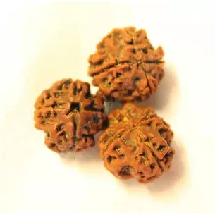 Бусина Рудракши 5 лекарств примерно 12-20мм., rudraksha 5 mukhi, Бусина Рудракши 5 ликов, Аюрведа