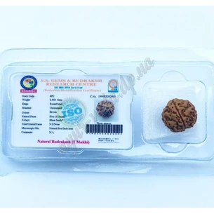 Бусина Рудракши 5 лекарств сертифицирована примерно 12-20мм., rudraksha 5 mukhi, Бусина Рудракши 5 ликов, Аюрведа.