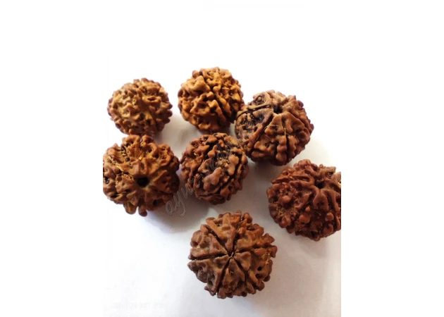 Фото 1 - Бусина Рудракші 6 ліків приблизно 12-20мм., rudraksha 6 mukhi, Бусина Рудракши 6 ликов, Аюрведа Здесь