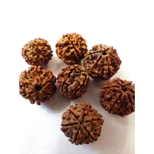 Rudraksha 6 medicine beads approximately 12-20mm, rudraksha 6 mukhi, Rudraksha 6 medicine beads, Ayurveda Here