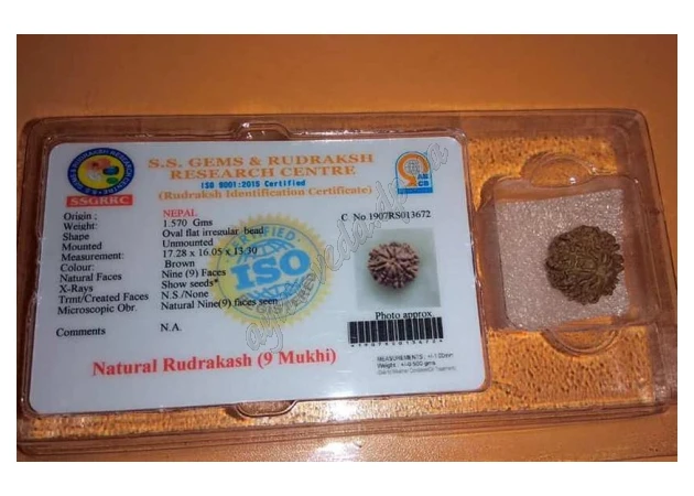 Фото 1 - Бусина Рудракши 9 ликов сертифицирована около 20-30мм., rudraksha 9 mukhi, Бусина Рудракши 9 лик сертифицированная, Аюрведа