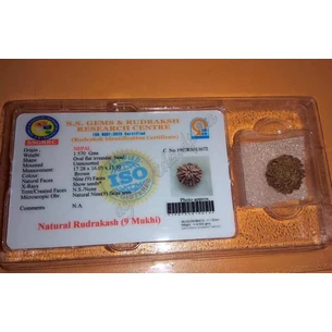 Бусина Рудракші 9 ликів сертифікована біля 20-30мм., rudraksha 9 mukhi, Бусина Рудракши 9 лик сертифицированная, Аюрведа Здесь