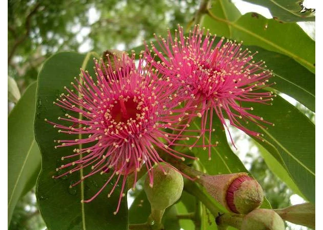 Фото 1 - Eucalyptus essential oil Secrets of India 2ml, Eucalyptus essential oil Secrets of India, Secrets of India Eucalyptus Essential Oil, Ayurveda