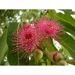 Eucalyptus essential oil Secrets of India 2ml, Eucalyptus essential oil Secrets of India, Secrets of India Eucalyptus Essential Oil, Ayurveda