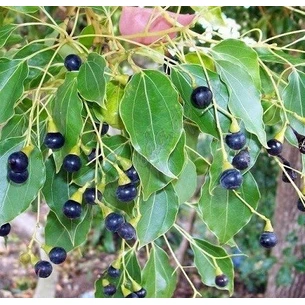 Essential oil of Camphor Secrets of India 50 ml Essential oil of Camphor Secrets of India Secrets of India camphora Essential Oil