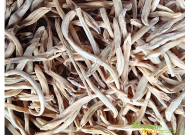 Фото 1 - Musli mussala root, 100 g, Musli Musali, Chlorophytum borivilianum, Safed Musli, Tsfat muesli, Chlorophytum borivilianum, Ayurveda