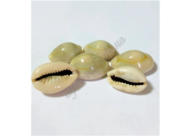 Фото 1 - Мушлі Каурі 100г, Ракушки Каури, Cypraea moneta, Cowrie, Аюрведа Здесь