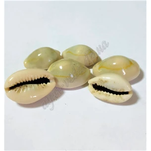 Мушлі Каурі 100г, Ракушки Каури, Cypraea moneta, Cowrie, Аюрведа Здесь