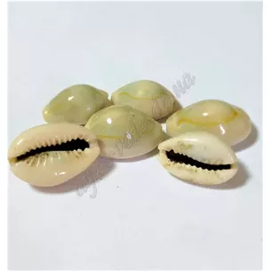 Cowrie shells, Cypraea moneta, Cowrie, Ayurveda.