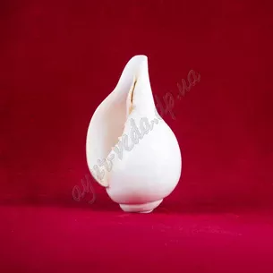 Рамка полированная, длина 13-15см, Раковина ритуальная для Пуджи, shankh for pooja, Аюрведа