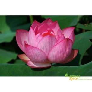 Насіння лотосу 50г, lotus seeds, Семена лотоса, Аюрведа Здесь