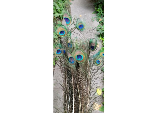 Фото 1 - Перо павлина натуральное 100 шт. упаковка (стоимость 35 грн. за 1 шт.), peacock feather, Аюрведа Здесь