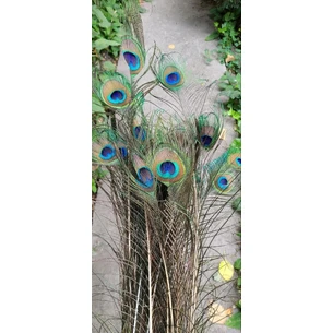 Natural peacock feather 100 pcs. packaging (cost 35 hryvnias for 1 piece), peacock feather, Ayurveda